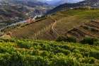 Terraced vineyards in the Douro Valley of Portugal Art Print